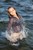 wet girl get wet wet hair swim fully clothed tight jeans shirt high heels sea
