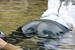 wet girl get wet wet hair soaking wet jacket golf leather pants high heels lake