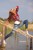wet girl get wet wet hair swim fully clothed jeans shirt sneakers lake