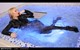 wet girl wet hair get wet leather jacket denim shirt mini skirt stockings high heels fully soaked swim fully clothed pool shower